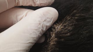 Dog’s hair follicles with follicular casting